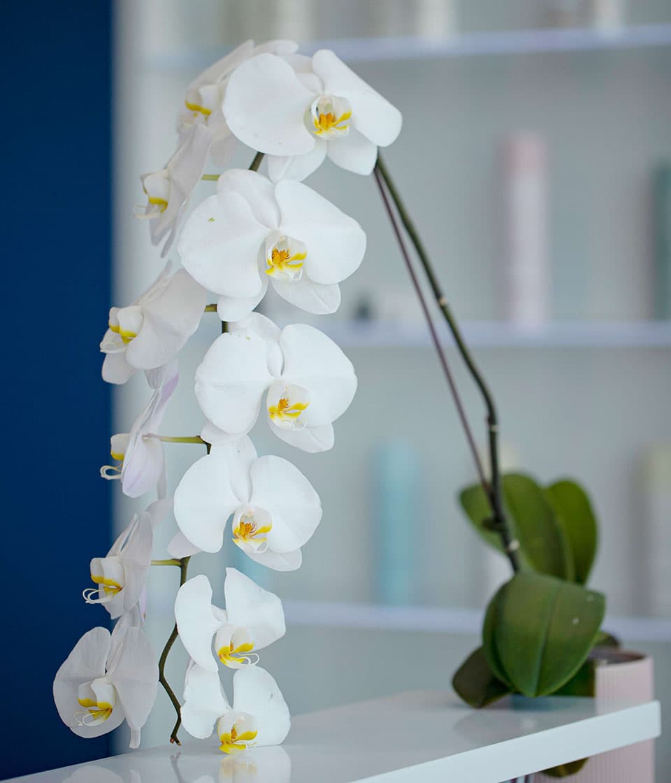 White orchid flowers